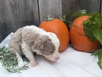 Wednesday Addams, a female Miniature Australian Shepherd for sale in Tacoma, WA – 4 of 5