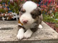 Eggnog, a male Miniature Australian Shepherd for sale in Tacoma, WA – 2 of 6