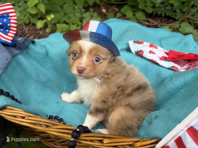 Liberty Belle – Toy Australian Shepherd puppy for sale in Tacoma, WA