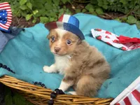 Liberty Belle, a female Toy Australian Shepherd for sale in Tacoma, WA – 1 of 10