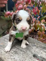 Brandy, a female Miniature Australian Shepherd for sale in Tacoma, WA – 1 of 5