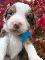 Bourbon, a male Miniature Australian Shepherd for sale in Tacoma, WA – 3 of 4
