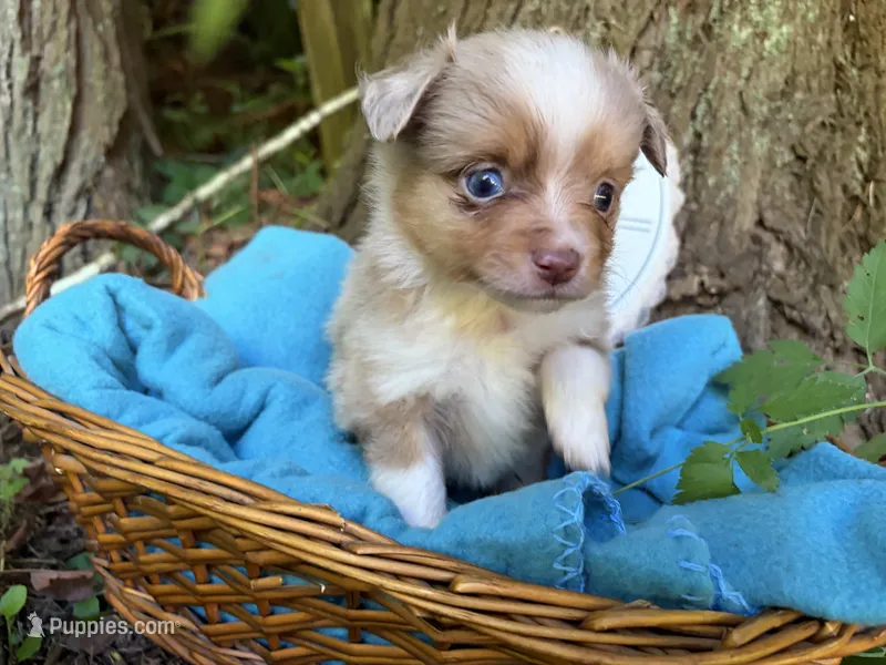 Liberty Belle – Toy Australian Shepherd puppy for sale in Tacoma, WA