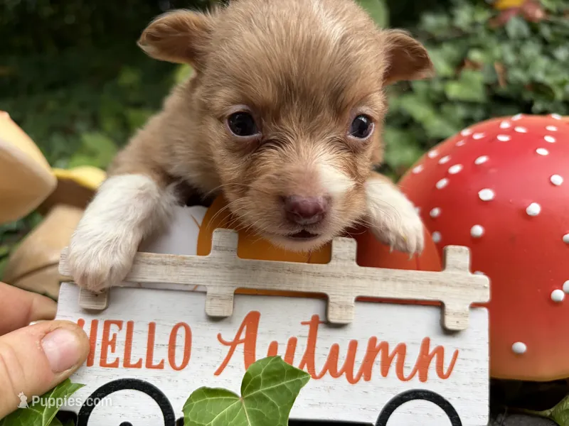 Velocityraptor – Toy Australian Shepherd puppy for sale in Tacoma, WA