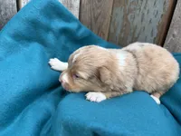 Velocityraptor, a female Toy Australian Shepherd for sale in Tacoma, WA – 2 of 5