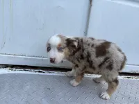 Luke, a male Miniature Australian Shepherd for sale in Tacoma, WA – 4 of 4
