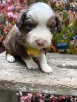 Kahlúa, a male Miniature Australian Shepherd for sale in Tacoma, WA – 3 of 4