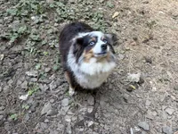 Roxy Foxy Lady, a female Toy Australian Shepherd for sale in Tacoma, WA – 3 of 7