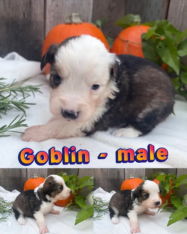 Goblin – Miniature Australian Shepherd puppy for sale in Tacoma, WA