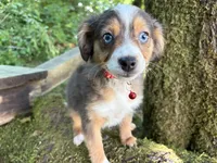 Echo, a female Toy Australian Shepherd for sale in Tacoma, WA – 4 of 7