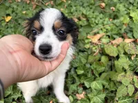 Moo Moo, a female Toy Australian Shepherd for sale in Tacoma, WA – 4 of 6