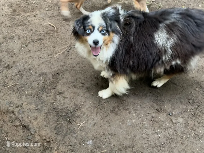 Roxy Foxy Lady – Toy Australian Shepherd puppy for sale in Tacoma, WA