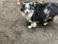 Roxy Foxy Lady, a female Toy Australian Shepherd for sale in Tacoma, WA – 1 of 7