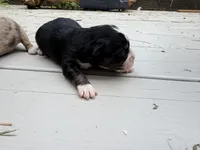 Coral, a female Miniature Australian Shepherd for sale in Tacoma, WA – 2 of 4