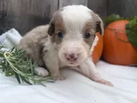 Wednesday Addams, a female Miniature Australian Shepherd for sale in Tacoma, WA – 2 of 5