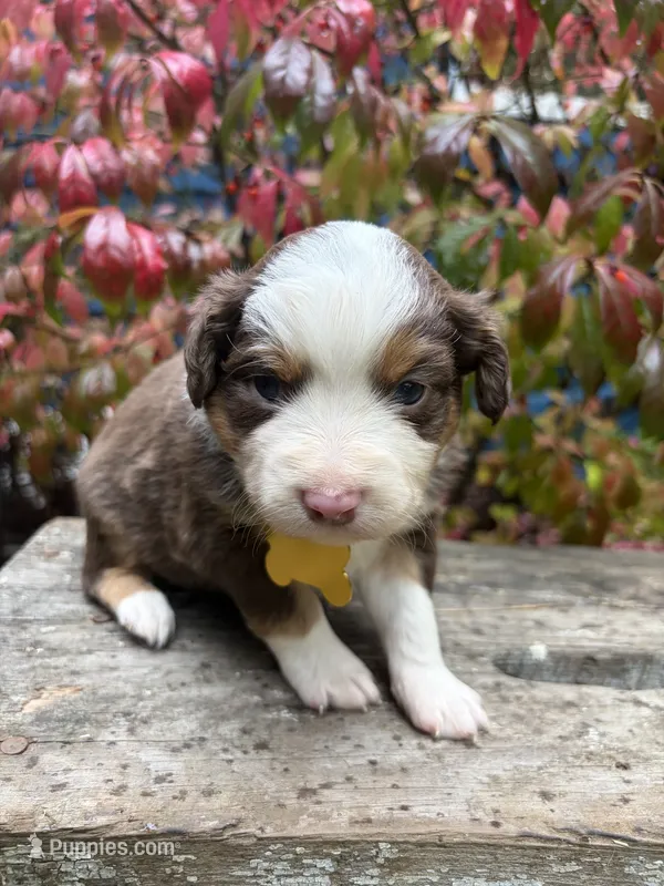 Kahlúa – Miniature Australian Shepherd puppy for sale in Tacoma, WA