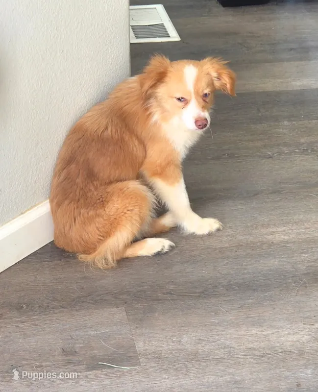 Nugget – Toy Australian Shepherd puppy for sale in Tacoma, WA