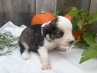 Goblin, a male Miniature Australian Shepherd for sale in Tacoma, WA – 3 of 4