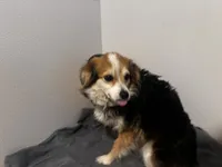 Claire, a female Toy Australian Shepherd for sale in Tacoma, WA – 2 of 7