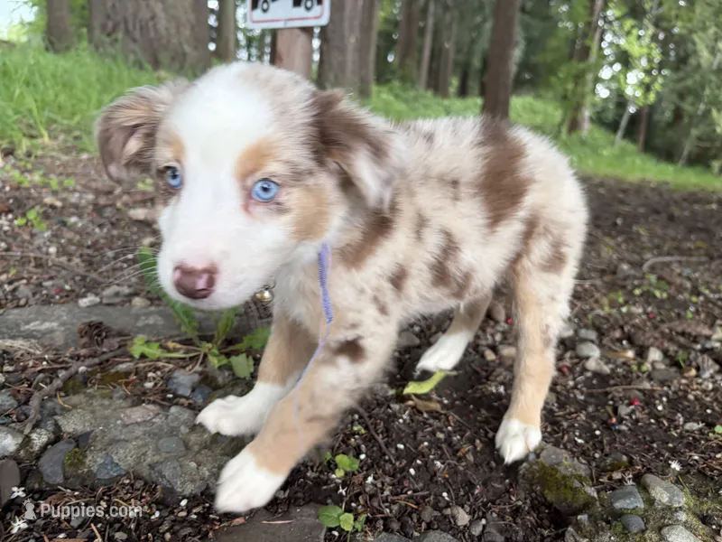 Luke – Miniature Australian Shepherd puppy for sale in Tacoma, WA