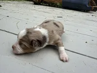 Captain, a male Miniature Australian Shepherd for sale in Tacoma, WA – 2 of 5