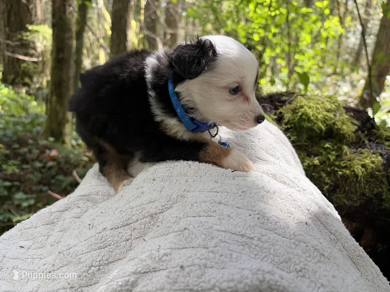 Vivaldi – Miniature Australian Shepherd puppy for sale in Tacoma, WA