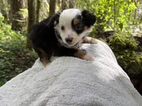 Vivaldi, a male Miniature Australian Shepherd for sale in Tacoma, WA – Photo 3 of 5