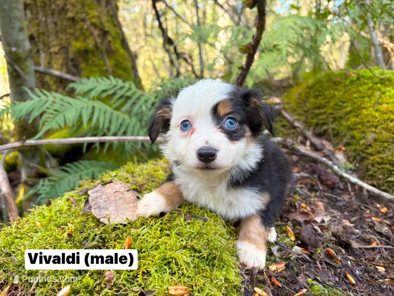 Vivaldi – Miniature Australian Shepherd puppy on hold in Tacoma, WA