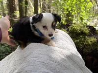 Vivaldi, a male Miniature Australian Shepherd for sale in Tacoma, WA – Photo 5 of 5