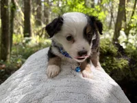 Vivaldi, a male Miniature Australian Shepherd for sale in Tacoma, WA – Photo 2 of 5