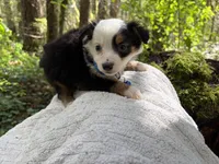 Vivaldi, a male Miniature Australian Shepherd for sale in Tacoma, WA – Photo 4 of 5