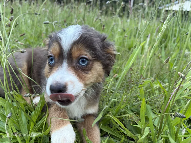 Echo – Miniature Australian Shepherd puppy for sale in Tacoma, WA
