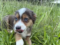 Echo, a female Miniature Australian Shepherd for sale in Tacoma, WA – 1 of 7