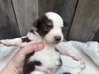 Phantom, a male Miniature Australian Shepherd for sale in Tacoma, WA – 5 of 5