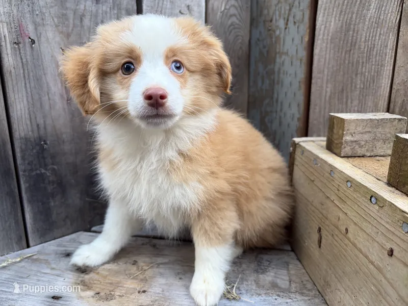 Sparkler – Toy Australian Shepherd puppy for sale in Tacoma, WA