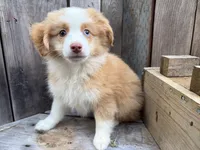 Sparkler, a male Toy Australian Shepherd for sale in Tacoma, WA – 1 of 9