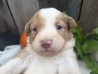 Gizmo, a male Miniature Australian Shepherd for sale in Tacoma, WA – 4 of 5