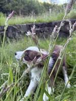 Jasper, a male Miniature Australian Shepherd for sale in Tacoma, WA – 2 of 10