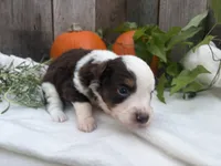 Phantom, a male Miniature Australian Shepherd for sale in Tacoma, WA – 4 of 5