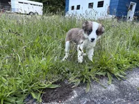 Jasper, a male Miniature Australian Shepherd for sale in Tacoma, WA – 7 of 10