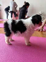 Moo Moo, a female Toy Australian Shepherd for sale in Tacoma, WA – 5 of 5