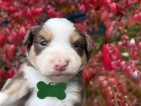 Brandy, a female Miniature Australian Shepherd for sale in Tacoma, WA – 3 of 5