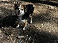 Claire, a female Toy Australian Shepherd for sale in Tacoma, WA – 6 of 7