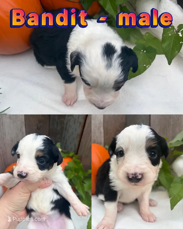 Bandit – Miniature Australian Shepherd puppy for sale in Tacoma, WA