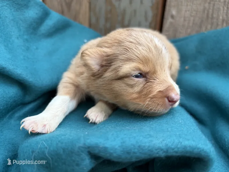 Velocityraptor – Toy Australian Shepherd puppy for sale in Tacoma, WA
