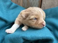 Velocityraptor, a female Toy Australian Shepherd for sale in Tacoma, WA – 1 of 5
