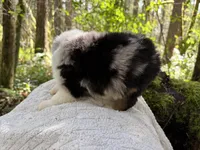 Harmony, a male Miniature Australian Shepherd for sale in Tacoma, WA – Photo 4 of 5