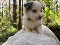 Harmony, a male Miniature Australian Shepherd for sale in Tacoma, WA – Photo 2 of 5