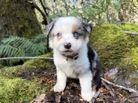 Harmony, a male Miniature Australian Shepherd for sale in Tacoma, WA – 6 of 10