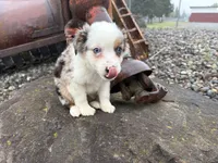 Harmony, a male Miniature Australian Shepherd for sale in Tacoma, WA – 10 of 10